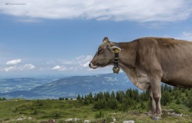 DSC7525-Alpen_Vorarlberg_Bregenzerwald