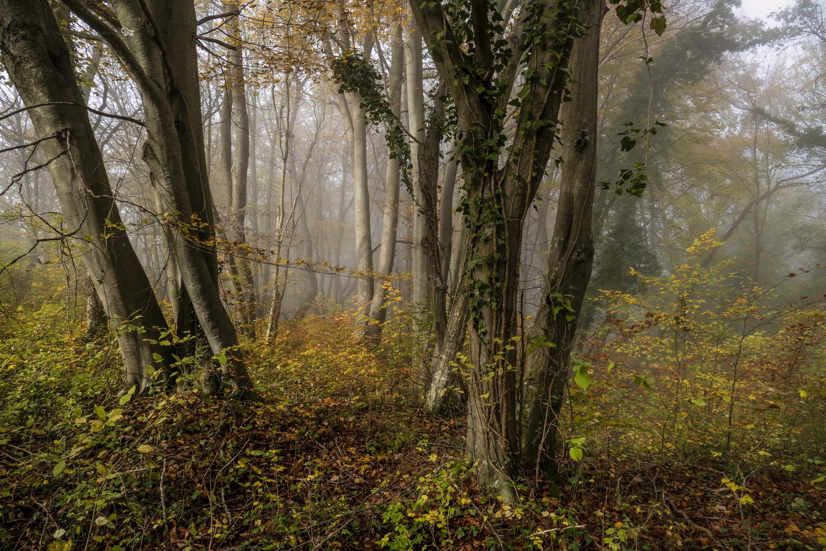 Wald Bäume  Herbstimpressionen