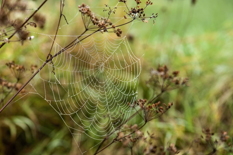 Spinnwebe  Herbstimpressionen
