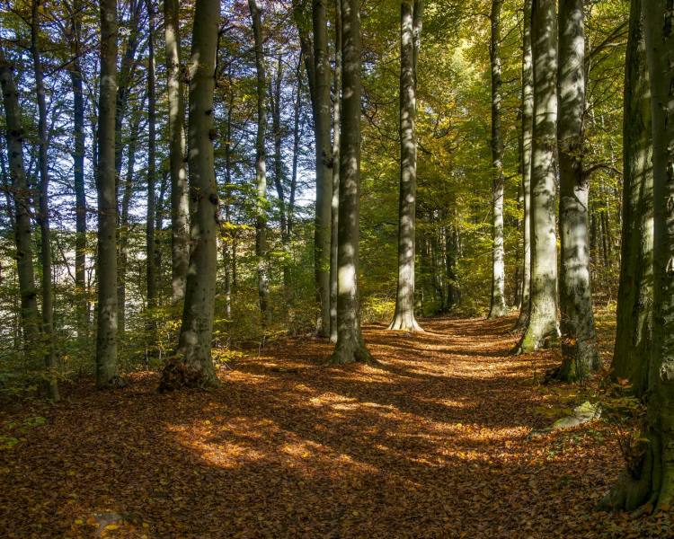 Wald Bäume  Herbstimpressionen