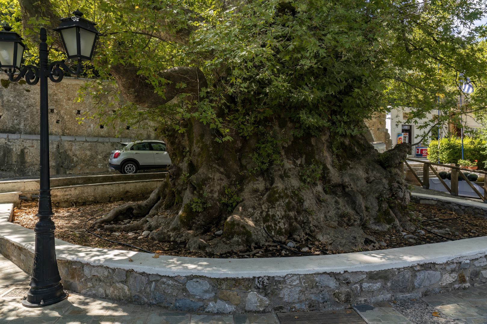 Krassi - Kreta - Platanenbaum