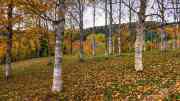 Herbst am Kaiserstuhl