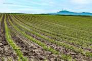 Feld