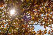 Herbstlicht