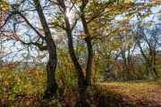 Schönberg im Herbst