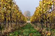 Schönberg im Herbst