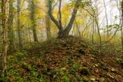 Schönberg im Herbst