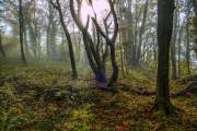 Schönberg im Herbst