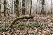 Winterwald