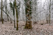 Winterwald