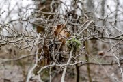 Winterwald