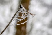 Winterwald