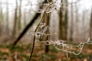 Winterwald