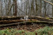 Winterwald