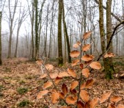 Winterwald