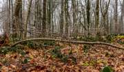 Winterwald