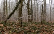 Winterwald