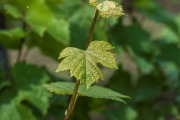 Herbst am Kaiserstuhl