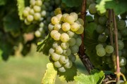 Herbst am Kaiserstuhl