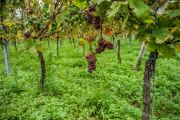 Herbst am Kaiserstuhl
