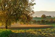 Herbst