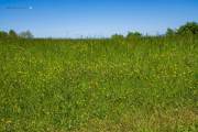 Wiese
