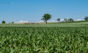 Maisfeld