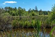 Schwenninger Moos