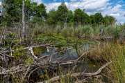 Schwenninger Moos