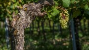 Herbst am Kaiserstuhl