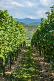 Herbst am Kaiserstuhl