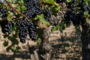 Herbst am Kaiserstuhl
