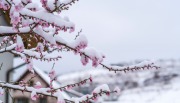 Winter am Kaiserstuhl