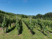 Herbst am Kaiserstuhl