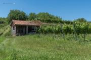 Herbst am Kaiserstuhl