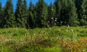 Schwarzwald