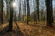 Wald