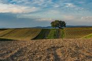 Feld