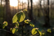 1070100_Wald_Baeume
