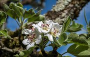 Frühlingsblüten