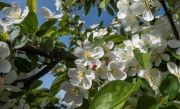 Frühlingsblüten