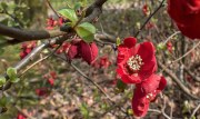 Frühlingsblüten