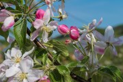 Frühlingsblüten