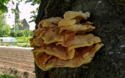 1350854_Pilz_Pilze