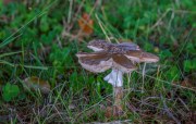 Pilze