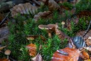Pilze