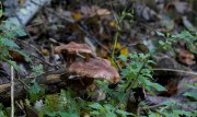 Pilze