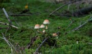 Pilze