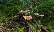Pilze