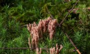 Pilze